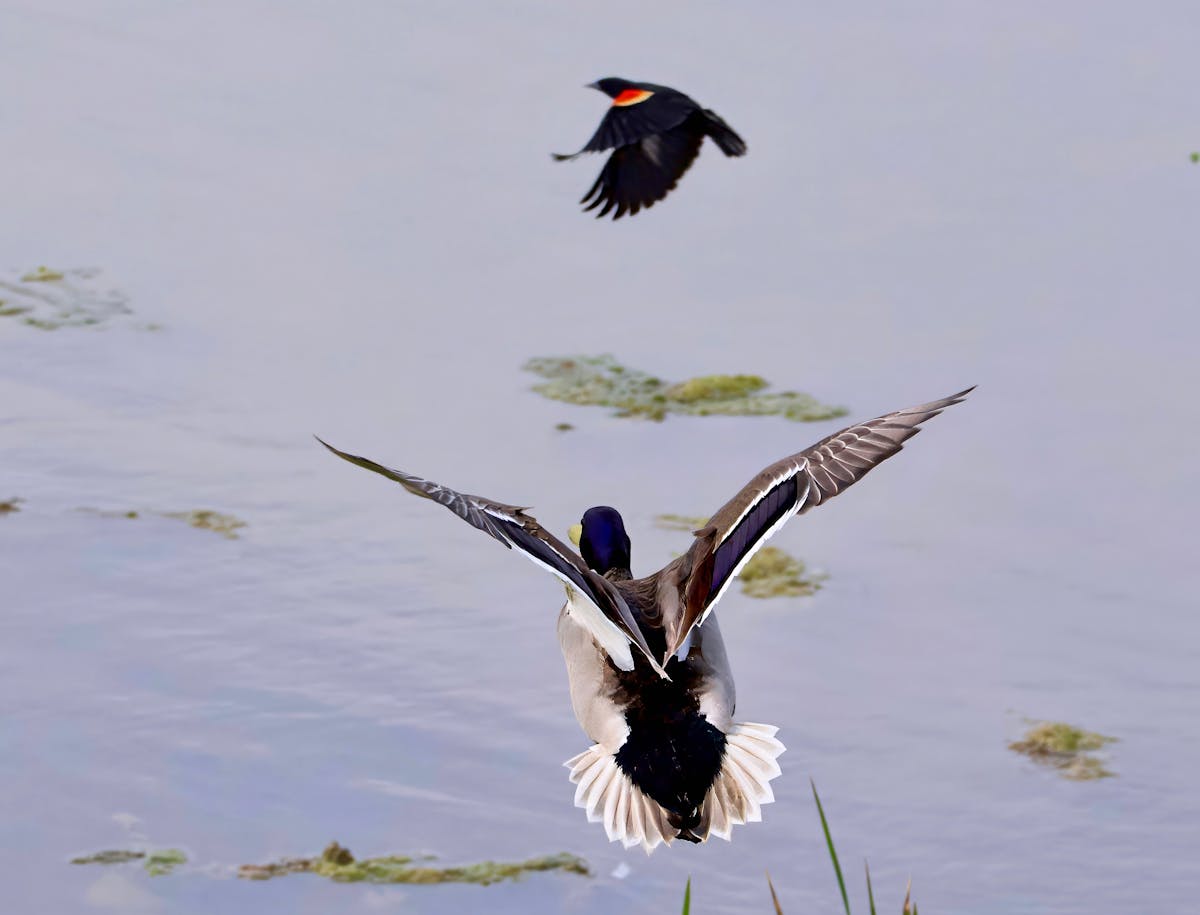 These Fun Facts About Birds